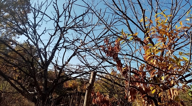 Kestane dal kanserine çare bulunamadı, rekolte her geçen gün düşüyor