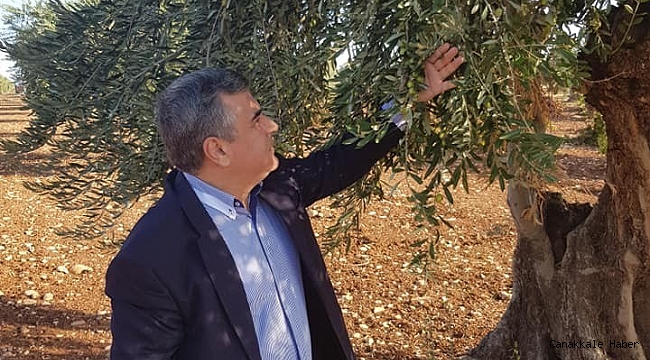 Kilis Zeytinyağına talep arttı