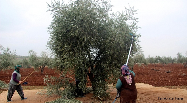Kilis&#039;te zeytin hasadı devam ediyor