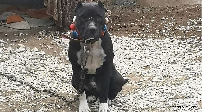 Kırıkkale&#039;de &#039;yasak ırk&#039; köpek besleyen kişiye ceza