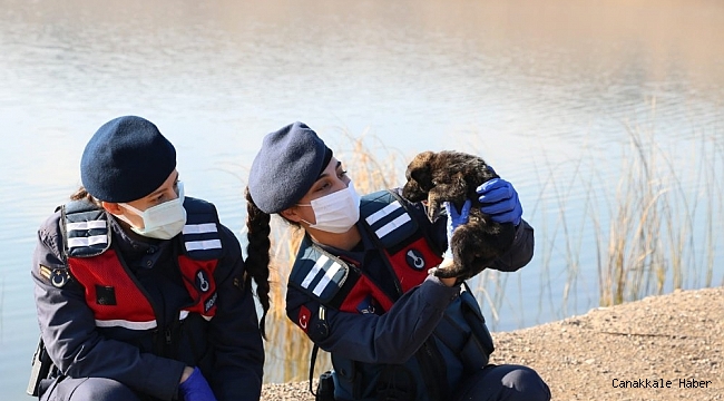 Kırıkkale'de jandarma sokak hayvanlarını unutmadı