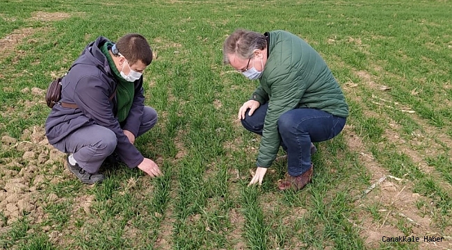 Kırklareli&#039;de buğday sineği kontrolleri