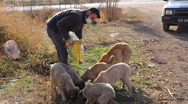 Kısıtlama da sokak hayvanları unutulmadı