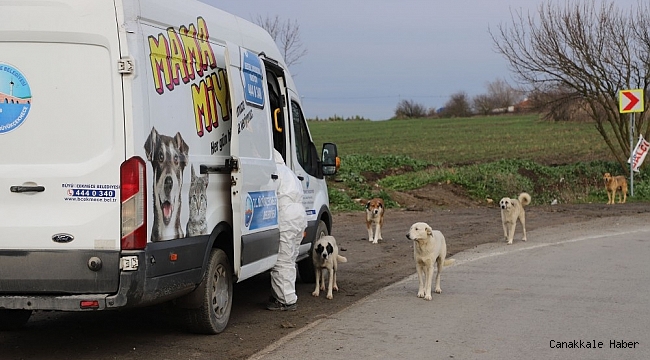 Kısıtlama günlerinde Büyükçekmece'deki sokak hayvanları yalnız bırakılmıyor