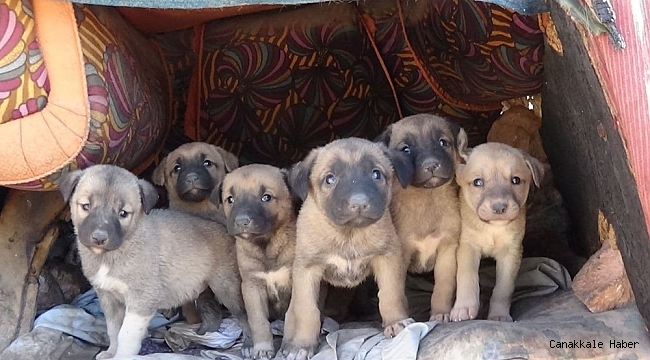 Kısıtlama hayvan sevgisine engel olmadı