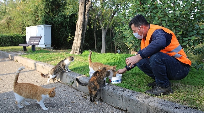 Kısıtlamada sokak hayvanları unutulmadı