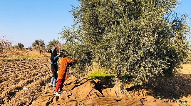 Kısıtlamadan muaf olan tarım işçileri sınırda zeytin topladı