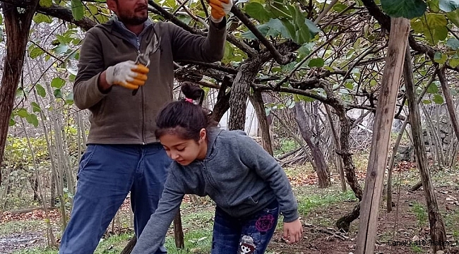Kivi hasadı devam ediyor