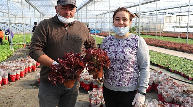 Kıvırcığı saksıda ürettiler, şimdi market zincirlerine satıyorlar