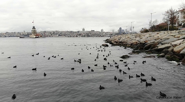 Kız kulesinde karabatakların masalsı dansı havadan görüntülendi