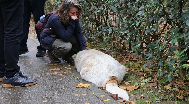 Kocaeli&#039;de iğne ile öldürülen köpekler ekipleri harekete geçirdi