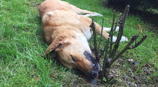 Kocaeli&#039;de öldürülen köpeklerle ilgili belediyeden açıklama: