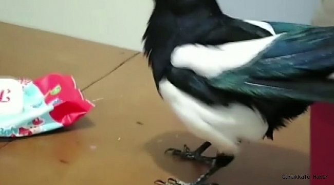 Konuşan karga sosyal medyada fenomen oldu