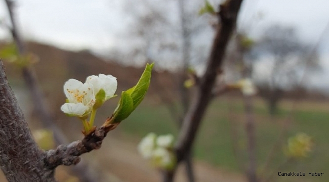 Konya&#039;da kış mevsiminde erik ağacı çiçek açtı