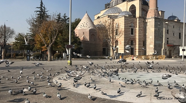 Konya'da sokak ve caddeler sokak hayvanlarına ve kuşlara kaldı