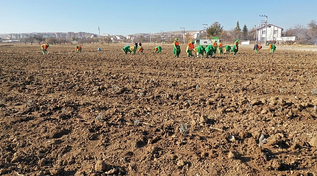 Konya&#039;da tıbbi aromatik bitki yetişecek