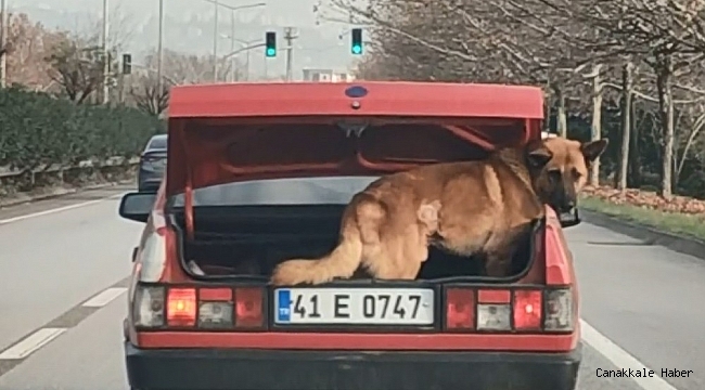 Köpeği bagajda taşıdı, hayvanseverler tepki gösterdi