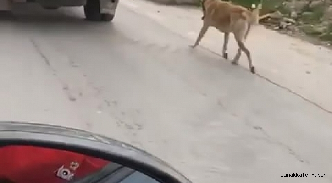 Köpeği kamyonetin arkasında sürükledi