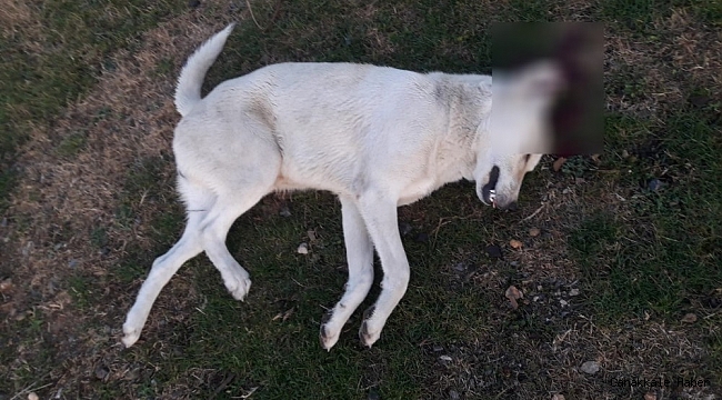 Köpeği vuran avukat serbest kaldı