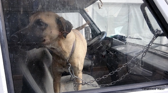 Köpeğini karavanda zincirle bağladı, gazetecilere &#039;niye çekiyorsunuz&#039; diye saldırdı