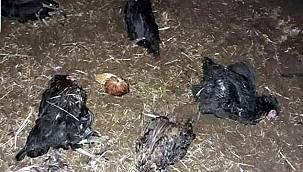 Köpek saldırısında 60 hayvan telef oldu