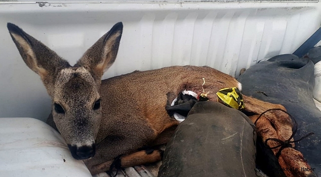Köpeklerin saldırısına uğrayan karacayı polisler ve vatandaşlar kurtardı
