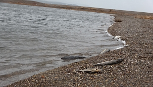 Korkutan balık ölümleri