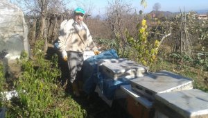 Korona virüs kestane balına talebi artırdı