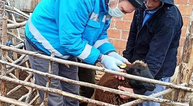 Küçükbaş hayvanların sayım ve tespit işlemlerine başlandı