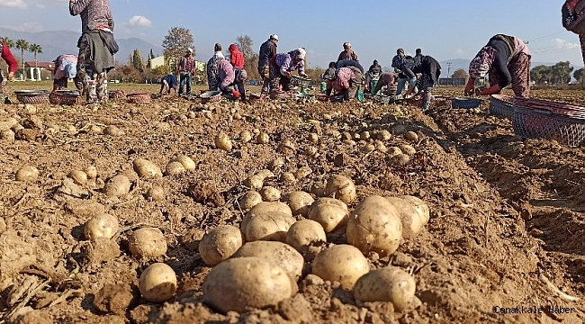 Kuraklık Ödemiş patatesini vurdu