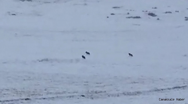 Kurt sürüsü böyle görüntülendi