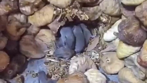 Kuru incir deposu farelerle doldu
