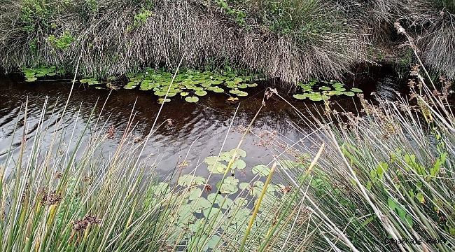 Kuş Cenneti fotoğraf tutkunlarını bekliyor