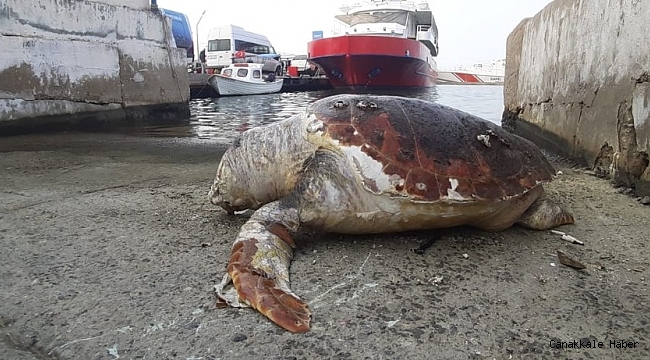 Kuşadası'nda 45 yaşında caretta caretta kıyıya vurdu