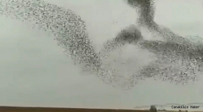 Kuşların gökyüzündeki muhteşem dansı