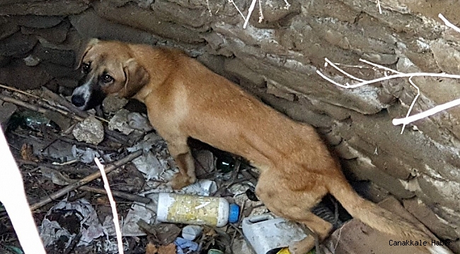 Kuyuya düşen köpeği itfaiye kurtardı