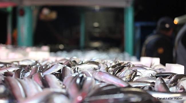 Limana yüzlerce kasa hamsiyle döndüler: Kilosu 8 liraya indi