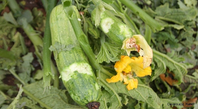 Manavgat&#039;ta şiddetli dolu sera ve bahçeleri vurdu