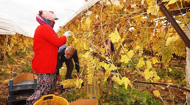 Manisa'da kış ayında üzüm hasadı