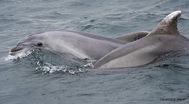 Marmara'da yunusların şovu