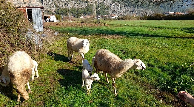 Marmaris'te çobanlara kurt ve domuz korkusu sardı