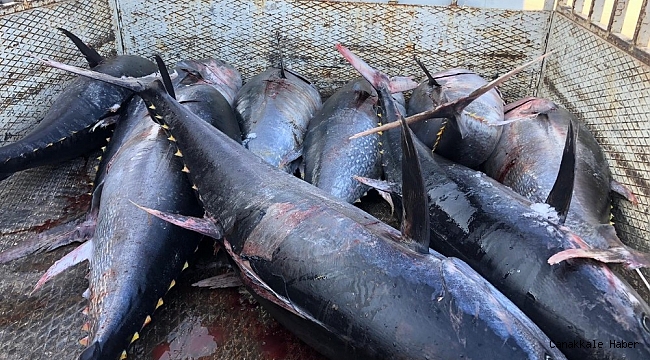 Mersin&#039;de avlanması yasak mavi yüzgeçli orkinos balığı ele geçirildi
