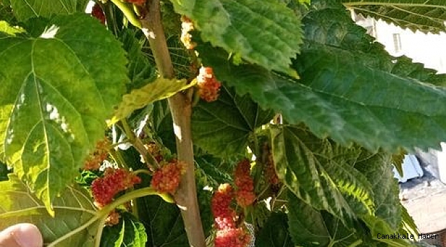 Mevsimi şaşıran dut ağacı kış ayında meyve verdi