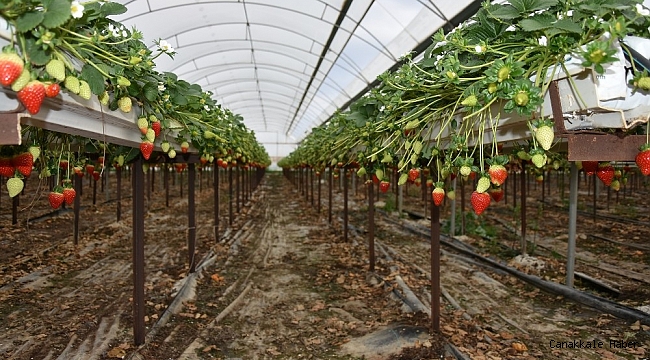 Meyve ve sebze deposu Mersin, 9 üründe Türkiye birincisi