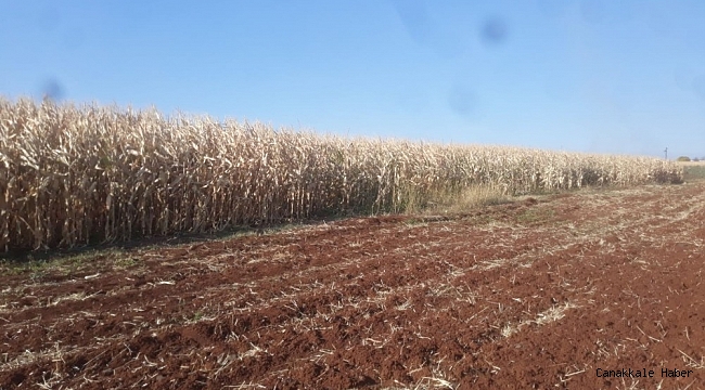 Mısır tarlasında alevlerin arasında kalan çocuk öldü
