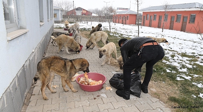 Muş Belediyesi zorlu kış şartlarında minik canları sahipsiz bırakmıyor