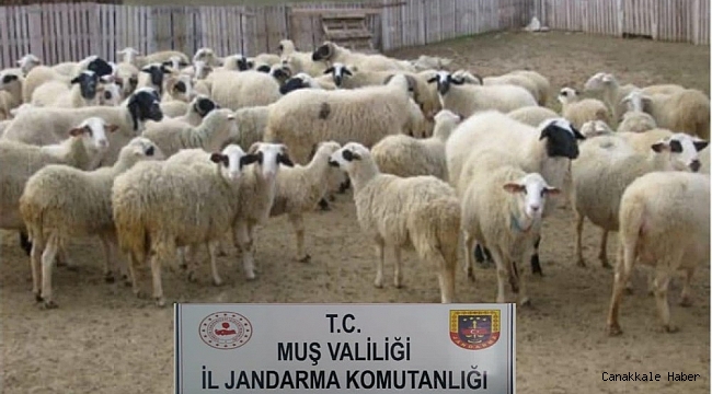 Muş'ta hayvan hırsızlığı yapan 2 kişi yakalandı