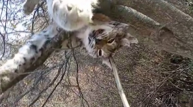 Nadir görülen vaşak ölü bulundu