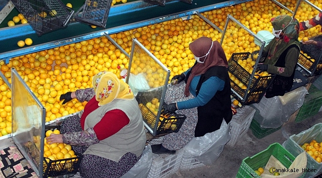 Narenciye fabrikalarında pandemi tedbirleri üst düzeyde