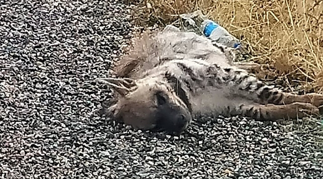 Nesli tükenme tehlikesindeki Anadolu sırtlanı vurularak öldürülmüş halde bulundu